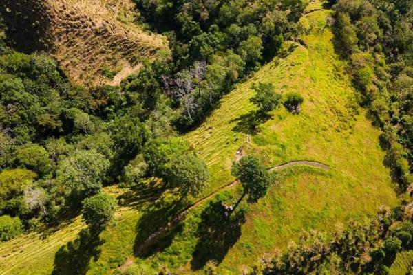 Finca cafetalera en venta en potrerillos arriba