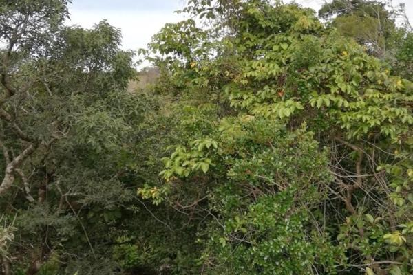Amplios 5 hectáreas en venta en alto boquete
