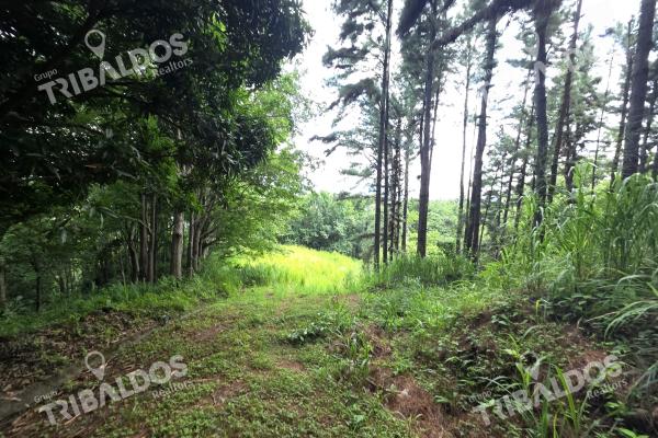 Venta de terreno en sora bejuco