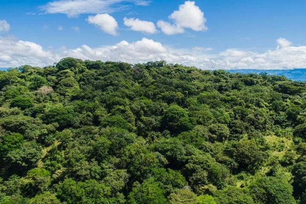 Expansive land for sale in las lomas, david