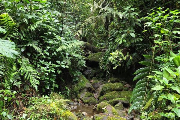 96.10 hectare in boquerón, las monjas