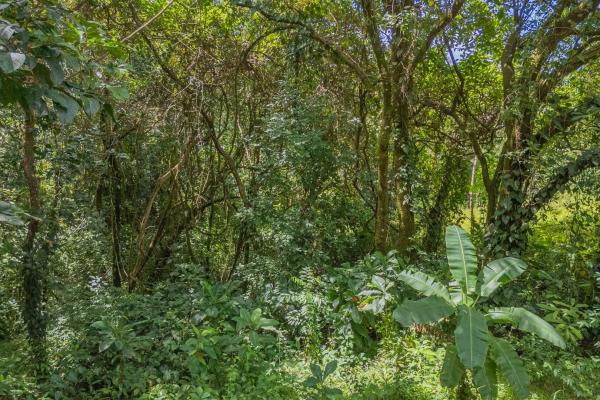 Casa nueva en la jungla en venta en torio