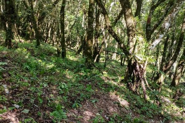 7,843 m² lot for sale in volcancito arriba