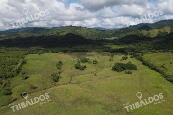 Se vende finca ganadera en margarita de chepo