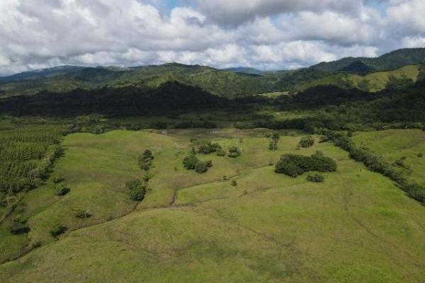 Venta de finca margarita chepo 200 has