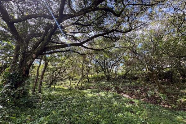 Spacious 9,229 m² flat lot in alto boquete