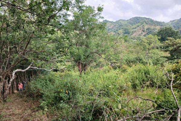 Sale of land 116 acres in san miguel, pacora river