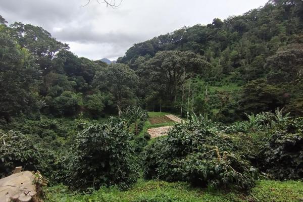 Award winner coffee farm