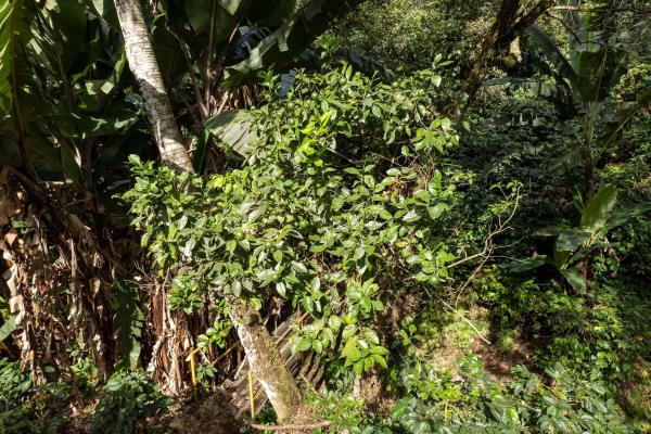 Finca de café y aguacate de boquete con vistas al volcán barú