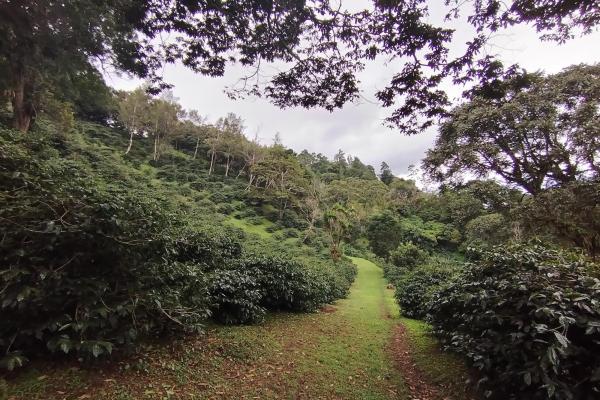 Award winner coffee farm