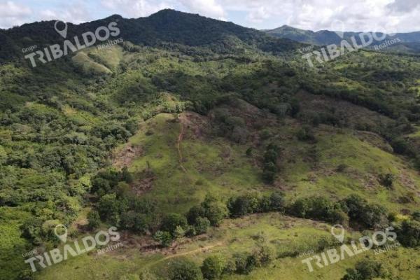 Se vende finca ganadera en margarita de chepo