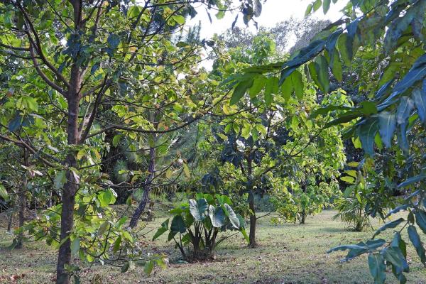 Finca campestre con múltiples edificaciones en palmira