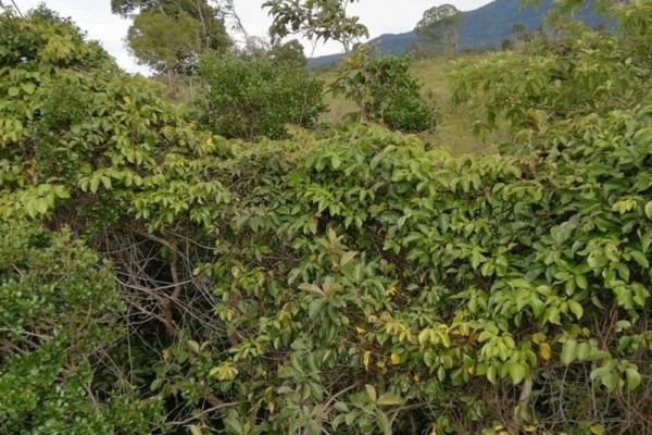 Amplios 5 hectáreas en venta en alto boquete