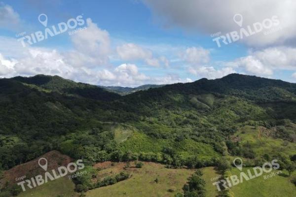 Se vende finca ganadera en margarita de chepo