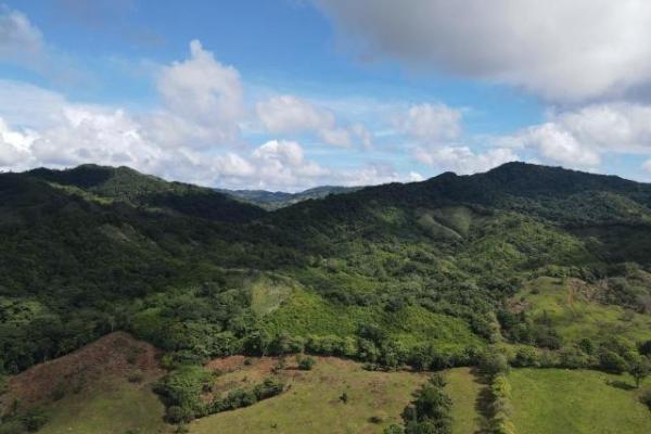 Venta de finca margarita chepo 200 has