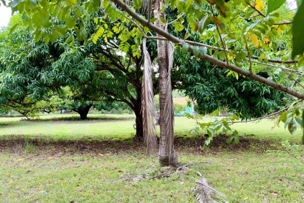 Venta de terreno en gorgona