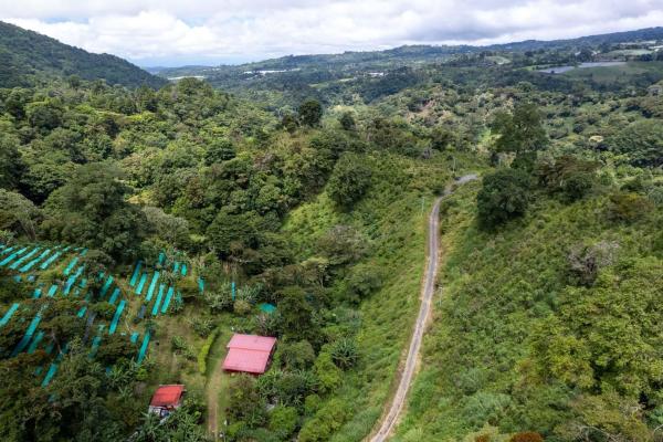 12 plus - ha producing coffee farm in boquete