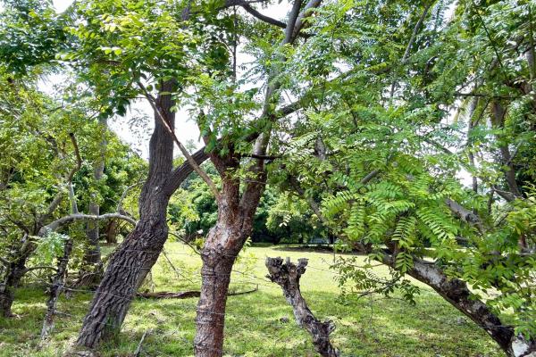 Venta de terreno en gorgona