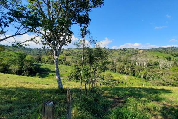 Finca agrícola en venta en renacimiento, monte lirio, palmarito.