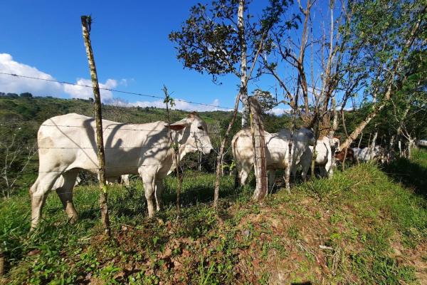 Finca agrícola en venta en renacimiento, monte lirio, palmarito.
