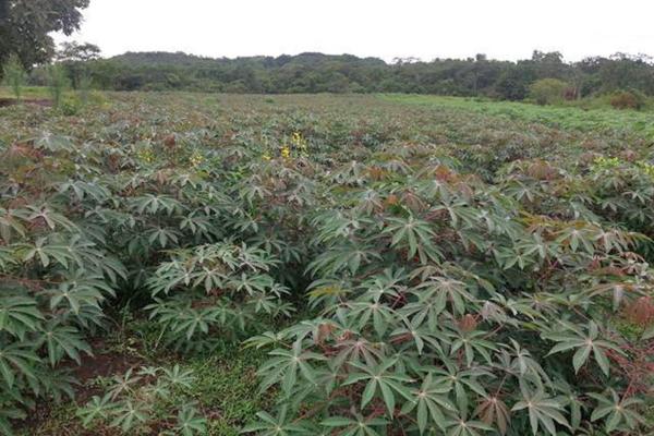 Venta de finca agrícola en ocú 128 hectáreas