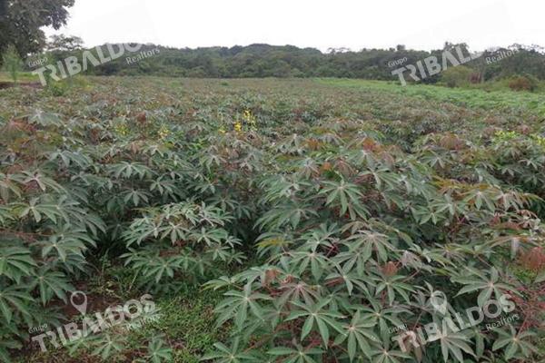 Venta de finca agrícola en ocú 128 hectáreas