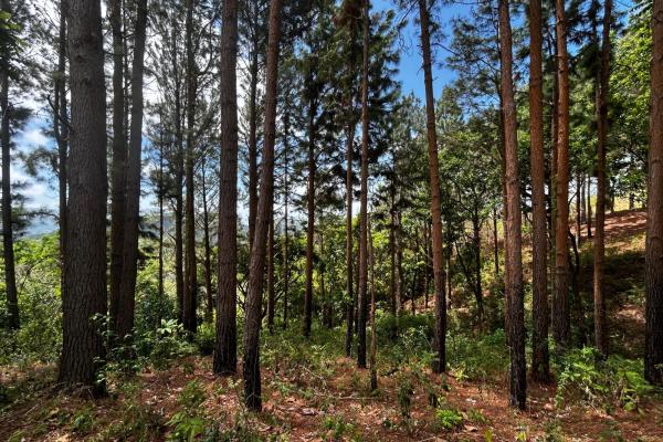 Hacienda de campo en 10.17 hectáreas, sorá
