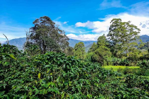 Premium home building lot in las terrazas –boquete