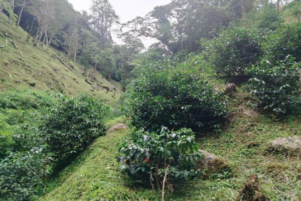 Award winner coffee farm